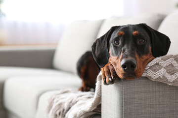 Wall Mural - Cute Dobermann dog lying on sofa at home, closeup