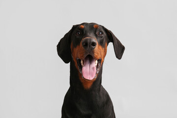 Wall Mural - Cute Dobermann dog on light background, closeup