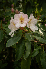 Canvas Print - Pink bright rhododendron flowers on a tree.