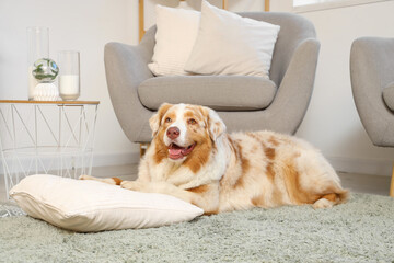 Poster - Cute Australian Shepherd dog with cushion lying on carpet at home