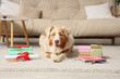 © Pixel-Shot - Cute Australian Shepherd dog with diploma, books and calculator lying on carpet at home