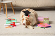 © Pixel-Shot - Cute Australian Shepherd dog in mortar board with diploma, books and calculator lying on carpet at home