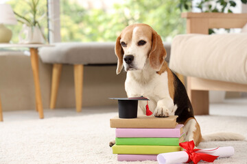 Poster - Cute beagle dog with diploma, mortar board and books sitting on carpet at home