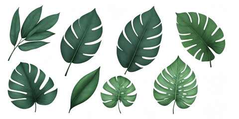 Wall Mural - green leaves isolated on a white background for clipping