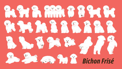Wall Mural - cute bichon frize. a collection of active and diverse movements.