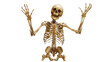 © basketman23 - Halloween Skeleton: Poseable Halloween skeleton decoration isolated on a pure white background