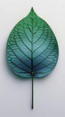 Sticker - Close-up of a vibrant green leaf with intricate vein patterns on a seamless white background, showcasing natural beauty and detail in simplicity.