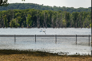 Wall Mural - egret flying over a flooded park along the mississippi river.