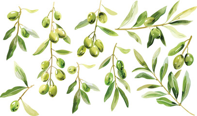 Olive Branch with Ripe Olives on White Background, Watercolor Olive Twig Illustration, Hand-Drawn Art for Greeting Cards and Printing