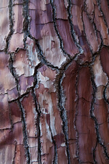 Wall Mural - Closeup details and textures of white pine bark in the Wai-O-Tapu region of the North Island of New Zealand. 
