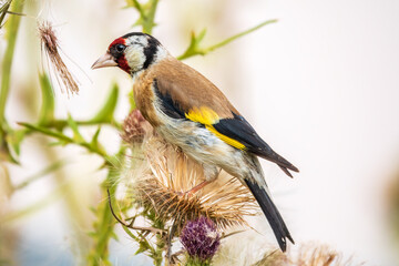 Canvas Print - European goldfinch, feeding on the seeds of thistles. Carduelis carduelis.