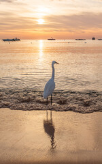 Wall Mural - Great egret (Ardea alba), a medium-sized white heron fishing on the sea beach