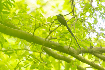 Sticker - japanese paradise flycatcher in a forest