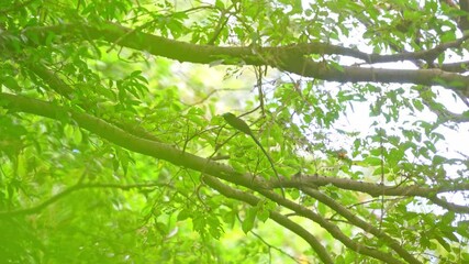 Sticker - japanese paradise flycatcher in a forest