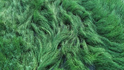 Wall Mural - Aerial view of lush wetland grass