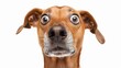 © CrazyJuke - Humorous video of a surprised and puzzled dog looking directly at the camera. Entertainment content.