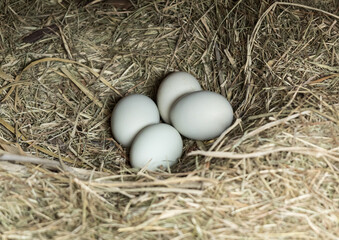 Poster - Close up of four white organic chicken eggs on straw nest in the barn, South Korea
