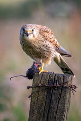 Aufkleber - A close up of a female kestrel perched on a post. She has had a successful hunt and is holding a small rodent in her talons which she is feeding on