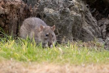 Poster - A close up of a rat. The rodent has just emerged from a hole in an old trunk. It is scavenging for food