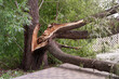 © Nobilior - Broken tree in the city park after a violent storm. The concept of destruction of nature.