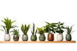 © Masood - A Row of Vibrant Green Houseplants in Decorative Pots on a Wooden Shelf on a Clear PNG or White Background.