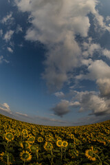 Wall Mural - a huge sunflower field