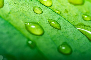 Wall Mural - Close up macro rain drops on green leaf, water and water and nature background concept. photo green texture leaves design material.