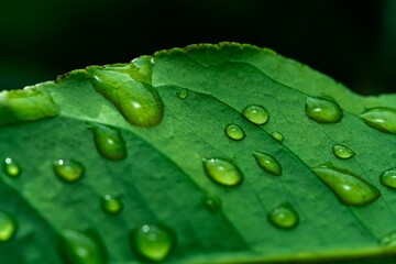 Wall Mural - Close up macro rain drops on green leaf, water and water and nature background concept. photo green texture leaves design material.