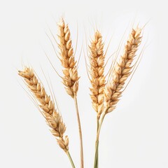 illustartion of a Wheat ears, professional photography white background. generative ai