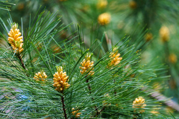 Wall Mural - Spring blossom of White pine Pinus strobus with long needles in focus as green background. Original texture of natural pine greenery. Nature concept for design.