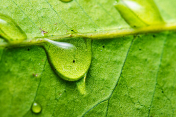 Wall Mural - Background wallpaper close up macro rain drops on green leaf, water and water and nature background concept. photo green texture leaves design material.