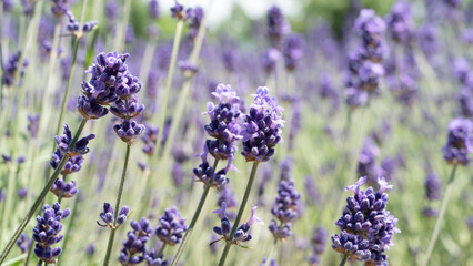 Sticker - Beautiful purple lavender in the garden in summer Japan.