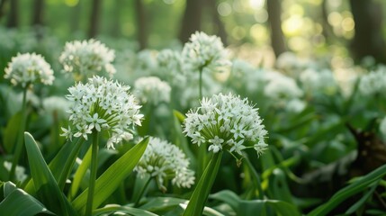 Delicate white blooms of wild garlic in the field