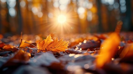 Wall Mural - A striking autumn maple leaf basks in the warm, golden light of the setting sun as it rests on the earth, surrounded by other leaves, capturing the essence of a fall evening.