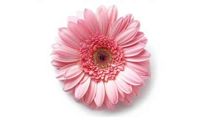 Wall Mural - Detailed image of a pink daisy on a white background