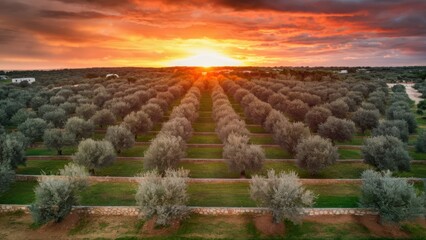 Wall Mural - A field of olive trees with a sunset in the background, AI