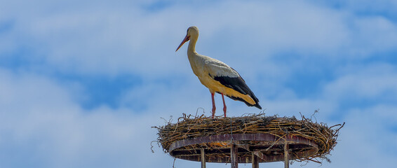 Wall Mural - stork in nest, Rust, Burgenland, Austria, May 2024