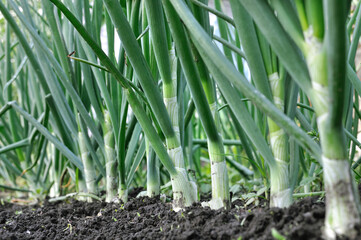 Wall Mural - close-up of growing organic green onion in the vegetable garden