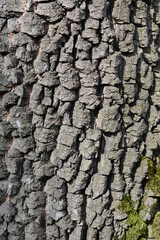 Wall Mural - Common persimmon bark detail