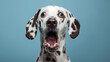 © Trendy Graphics - Portrait of a dalmatian dog with a surprised face, theme of Pet Photography and Dalmatian Breed