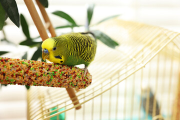 Wall Mural - Pet parrot. Beautiful budgerigar eating bird treat on decorative ladder indoors