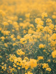 A field of bright yellow flowers with a blurred background