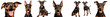 © Jonhy - un perro doberman feliz sonriendo a la camara, con la lengua de fuera