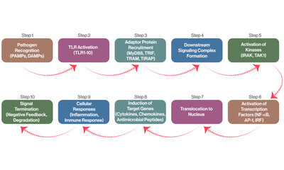Naklejka na meble Detailed Flowchart of Toll Like Receptor Pathways, Science Vector Illustration on White Background.