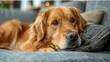 © LomaPari2021 - A golden retriever lies on the sofa in the living room.generative ai