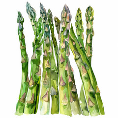 Wall Mural - A watercolor illustration of fresh asparagus spears, showing their detailed textures and vibrant green color, isolated on white background.