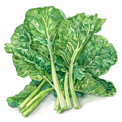 Wall Mural - A watercolor painting of fresh mustard greens, showing their detailed textures and vibrant green color, isolated on white background.