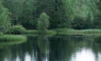 beautiful summer calm lake with birds in green forest