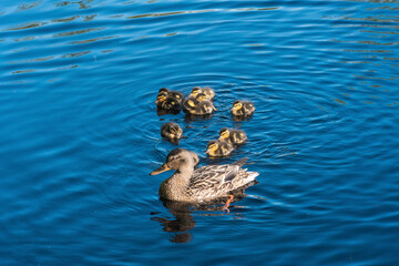 Mallard duck and duclkings swimming in the lake, blue water background.