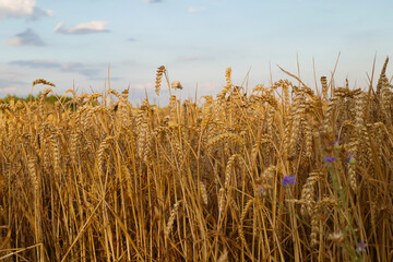 A field of yellow spikelets of wheat against a blue sky with white clouds